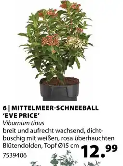 Dehner Mittelmeer-schneeball 'eve price' Angebot