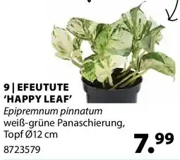 Dehner Efeutute 'happy leaf' Angebot