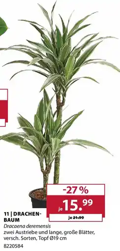 Dehner Drachenbaum Angebot