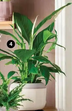 Dehner Air So Pure Einblatt Spathiphyllum wallisii 'Bingo' Angebot