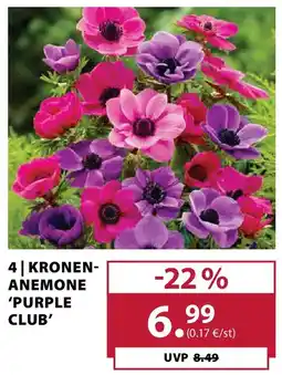 Dehner Kronen- anemone 'purple club' Angebot