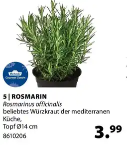 Dehner Rosmarin Angebot
