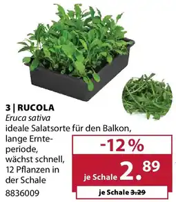 Dehner Rucola Angebot