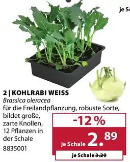 Dehner Kohlrabi weiss Angebot