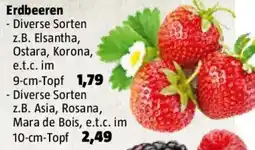 Bauhaus Erdbeeren Angebot