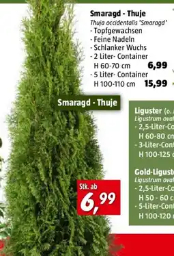 Bauhaus Smaragd - Thuje Angebot