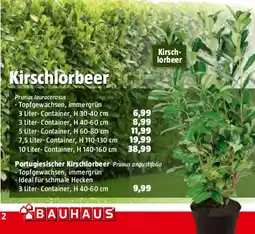 Bauhaus Kirschlorbeer Angebot