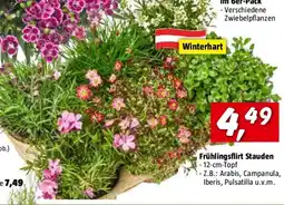 Bauhaus Frühlingsflirt Stauden Angebot