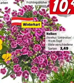 Bauhaus Nelken Angebot