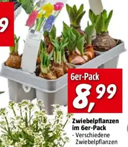 Bauhaus Zwiebelpflanzen Angebot