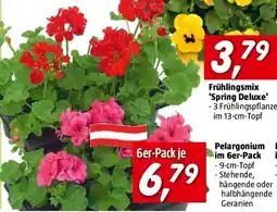 Bauhaus Pelargonium Angebot