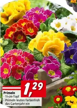 Bauhaus Primeln Angebot