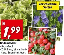 Bauhaus Bodendecker Angebot