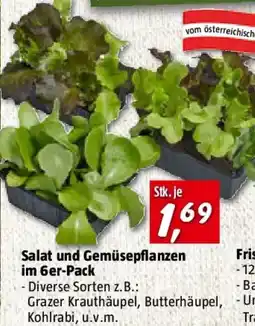 Bauhaus Salat und Gemüsepflanzen Angebot
