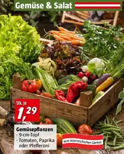 Bauhaus Gemüsepflanzen Angebot