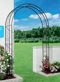 Hofer Belavi Rosenbogen Angebot