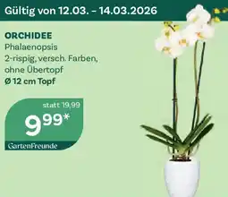 Bellaflora ORCHIDEE Phalaenopsis Angebot