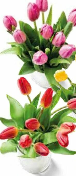Interspar Tulpen Angebot