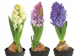 Dehner Hyazinthen Angebot