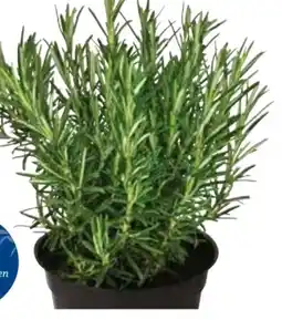 Dehner Dehner Gourmet Garten Rosmarin Angebot