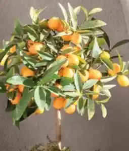 Dehner Dehner Kumquat Angebot