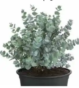 Dehner Dehner Eukalyptus Angebot