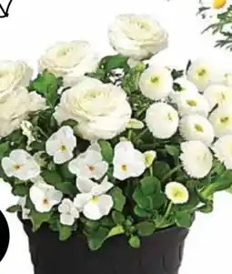 Dehner Dehner Pflanzen-Trio Angebot