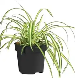 Dehner Dehner Grünlilie Atlantic Angebot