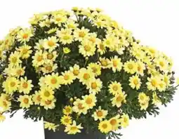 Dehner Dehner Margerite Angebot