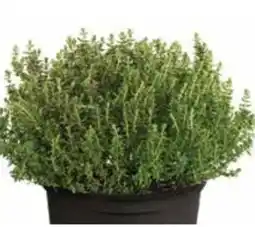 Dehner Dehner Gourmet Garten Kugelthymian Angebot