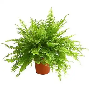 Dehner Dehner Marken Qualität Schwertfarn Sonata Angebot