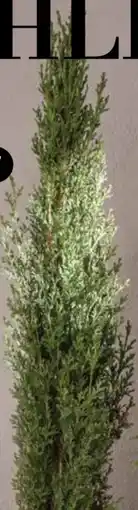 Dehner Mittelmeerzypresse Angebot