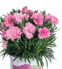 Dehner Dehner Garten-Nelke I Love You Angebot