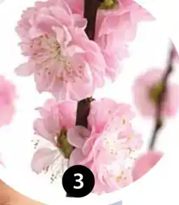 Dehner Dehner Japanische Kirschzweige Angebot