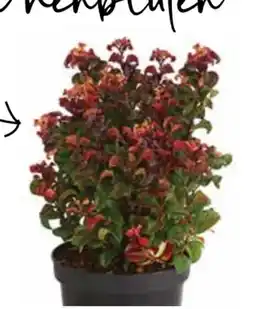 Dehner Dehner Traubenheide Curly Red Angebot