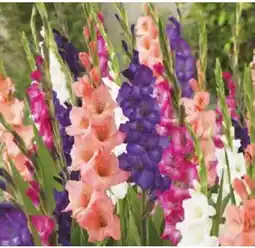 Dehner Dehner Edelgladiolen-Mischung Angebot