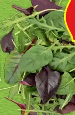 Hofer Hofer Marktplatz Pflücksalat Angebot