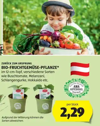 Hofer Bio-fruchtgemüse-pflanze Angebot