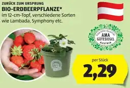 Hofer Zurück zum ursprung bio-erdbeerpflanze Angebot