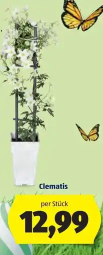 Hofer Clematis Angebot