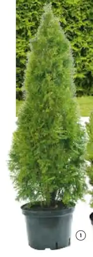 Hellweg Smaragd Lebensbaum Angebot