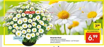 Hellweg Margeriten-Busch Angebot