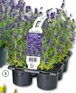 Hellweg Echter Lavendel Angebot