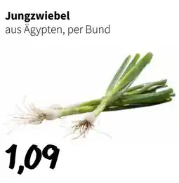 Eurogast Grissemann Jungzwiebel Angebot