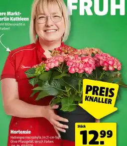 Hagebau Hortensie Angebot