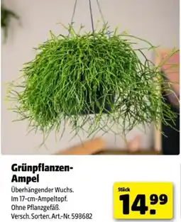 Hagebau Grünpflanzen- Ampel Angebot