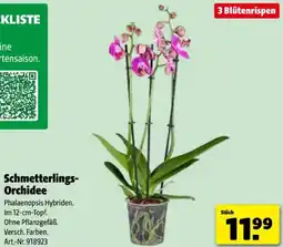 Hagebau Schmetterlings- Orchidee Angebot