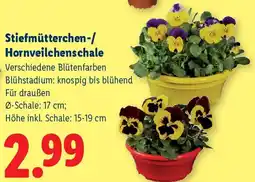 Lidl Stiefmütterchen-/ Hornveilchenschale Angebot