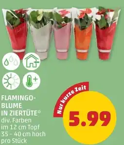 PENNY Flamingo- blume in ziertüte Angebot
