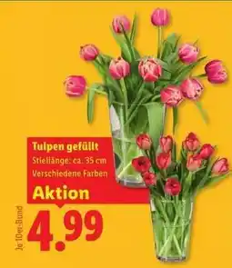Lidl Tulpen gefüllt Angebot